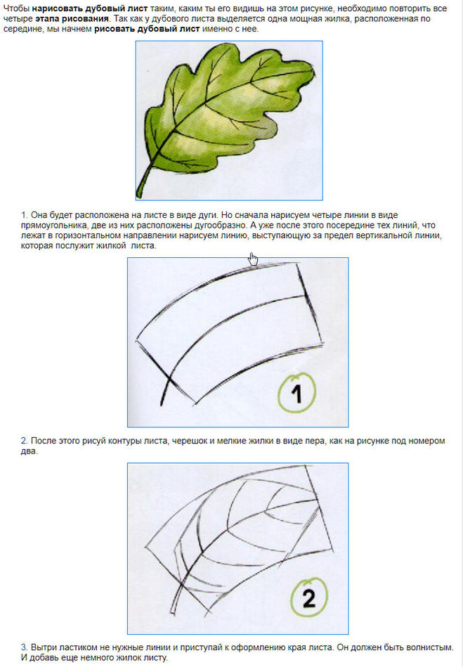 Листья поэтапно. Поэтапное рисование листа дуба. Этапы рисования листа. Дубовый лист поэтапное рисование. Как нарисовать дубовый лист.